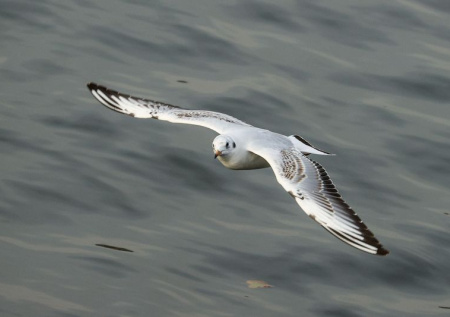 Россиянка в качестве «ответчиков» в суде выбрала чаек