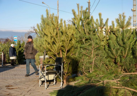 Россиянам дали советы, как не ошибиться с выбором елки на Новый год