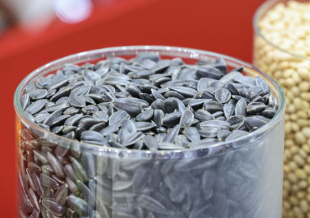 Стоматолог предупредила, чем грозит привычка грызть семечки