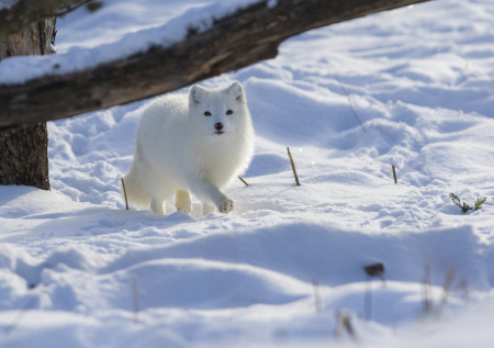 Песец — всем! Выдаем 5 секретов охоты на зверька с ценной шубкой