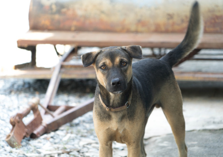 В России вынесли первый приговор за самовыгул собаки