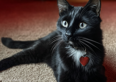 Потерявшийся кот пять месяцев выживал в дикой природе