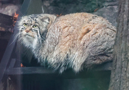 Русский язык обогатился новым словом благодаря манулу Тимофею