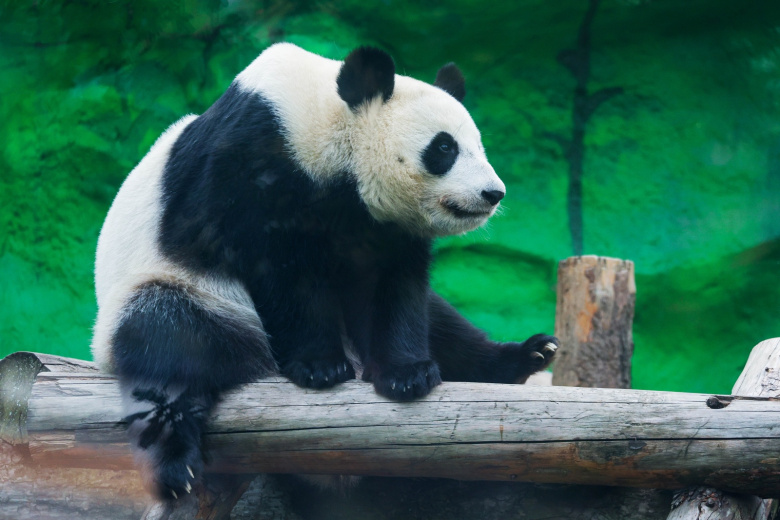 Панда Катюша