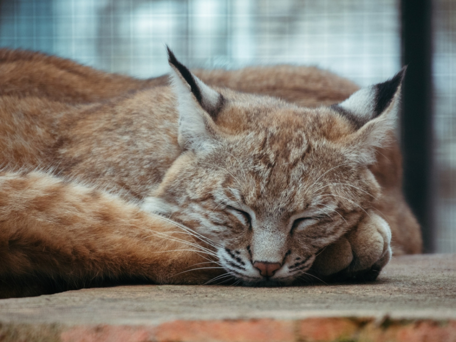 Поведение кошек 15 декабря: что говорят приметы