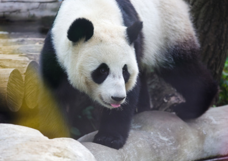 Панда Катюша обрадовалась выпавшему в Москве снегу и попала на видео