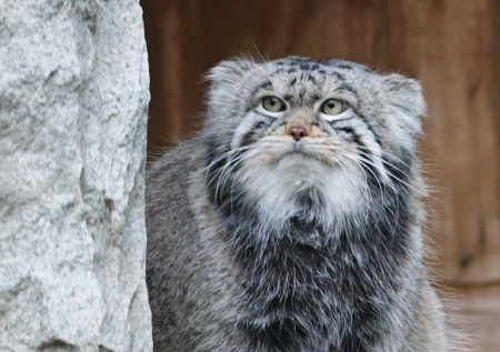 Манул Тимофей начнет получать меньше крыс