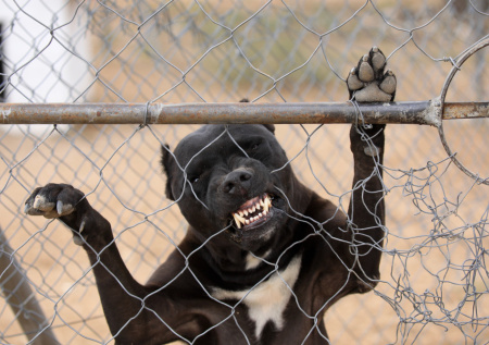 Бешеная собака во сне: как понять сновидение и избежать проблем