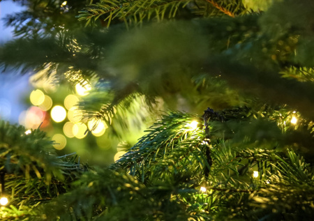 Перечислены меры наказания за самовольный сруб ели