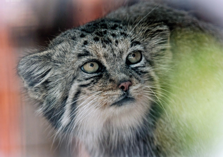 Манул Шу из Ленинградского зоопарка закончил зажировку к зиме