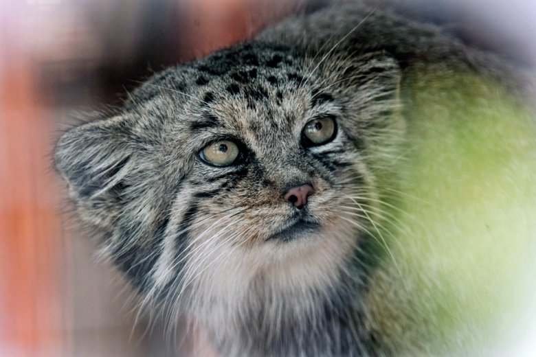 Манул в вольере Ленинградского зоопарка
