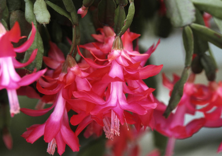 Почему декабрист охотно расцветает зимой и как простой рис усиливает его красоту: проверенный способ ухода для пышного цветения