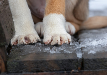 Ветеринар дал советы, как уберечь лапы собаки от дорожных реагентов
