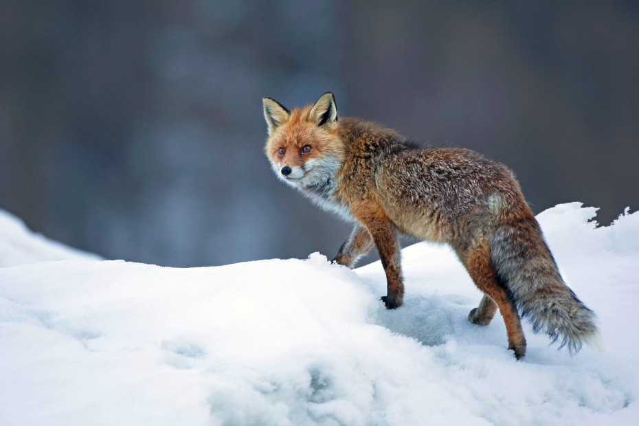 Охота на лису в зимнем лесу: как обхитрить плутовку с рыжей шкуркой
