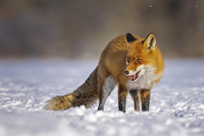 5 хитростей в охоте на лису зимой — как поймать самого хитрого зверя