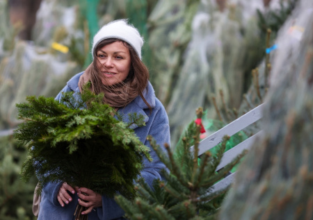 Россиянам посоветовали понюхать елку перед покупкой