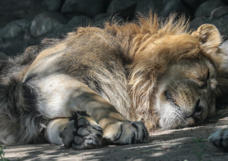 В зоопарке рассказали о состоянии пострадавшего при атаке ВСУ льва