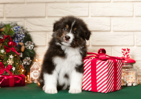 Россиян призвали не дарить щенков на Новый год без предупреждения