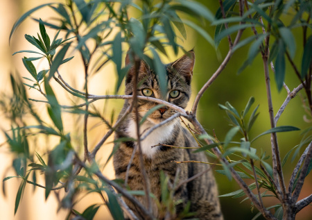 «Мощные яды»: составлен список особо опасных для кошек комнатных растений