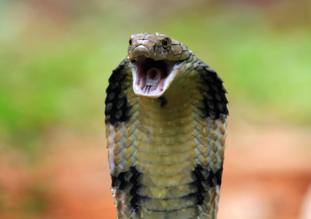 Мужчина инсценировал смерть жены от ядовитой змеи и скрывался три года