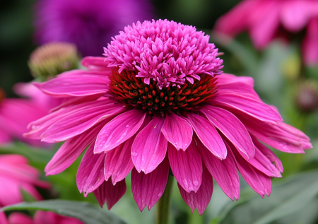 Приживется у кого угодно, переживет любую непогоду: сажайте этот цветок весной и не беспокойтесь