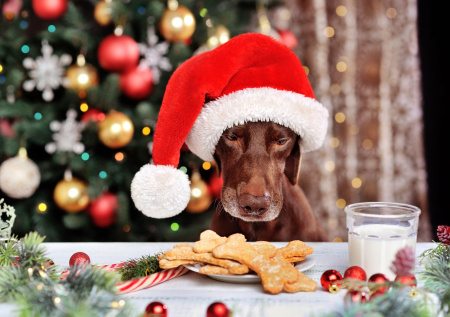 Опасный праздничный стол: какие продукты нельзя давать домашним питомцам