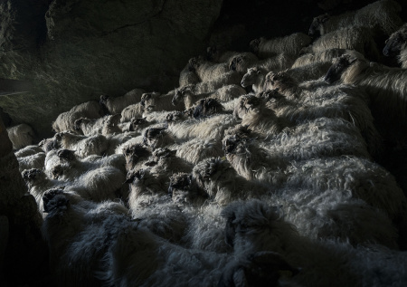 «Половина под водой»: в Сети появилось видео с утонувшими овцами