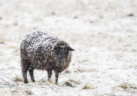 Более 200 баранов провалились под лед и погибли в Башкирии