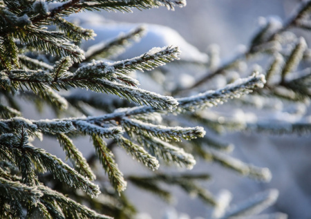 Юрист рассказал, какое наказание грозит за обламывание елочных веток