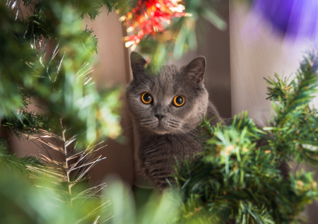 Ветеринар объяснил, какие проблемы развиваются у кошек из-за фейерверков