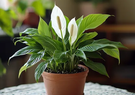 Спатифиллум упрямо не цветет: простой домашний прием со стрессом, который заставляет растение выпустить цветоносы