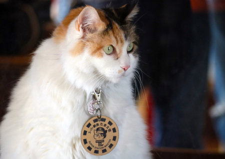 В Японии похоронили знаменитую кошку, «работавшую» на вокзале