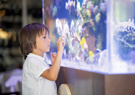 Золотая рыбка у вас дома: как выбрать аквариум и ухаживать за живностью