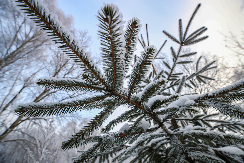 Приметы 20 декабря