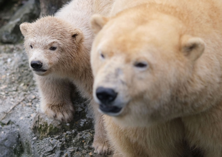 В Арктике зафиксировали уникальный случай с усыновлением белого медвежонка