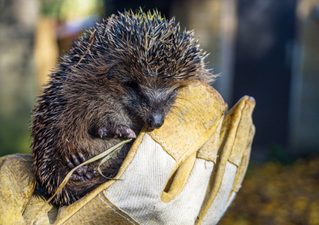 Подмосковные ежи не нашли снега и отправились по помойкам