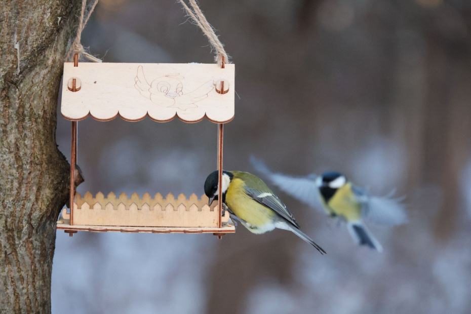 Забота о птицах и полезных насекомых: кормушки, укрытия