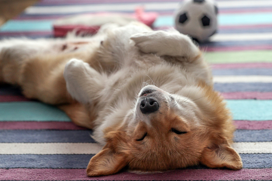 Приметы о животных в декабре