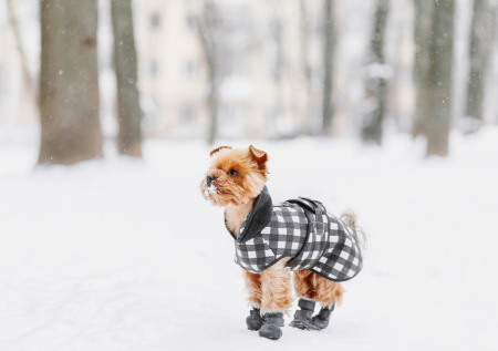 Кинолог дал советы, как правильно приучить собаку к зимней обуви