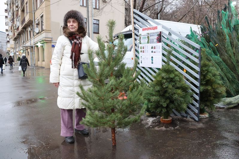 Как выбрать живую елку (и елка ли это?): гид по сортам и свежести