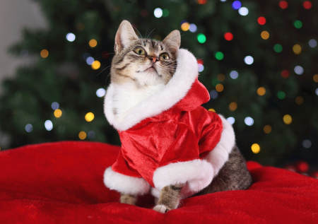 Ветеринар предупредил об опасности новогодних костюмов для кошек