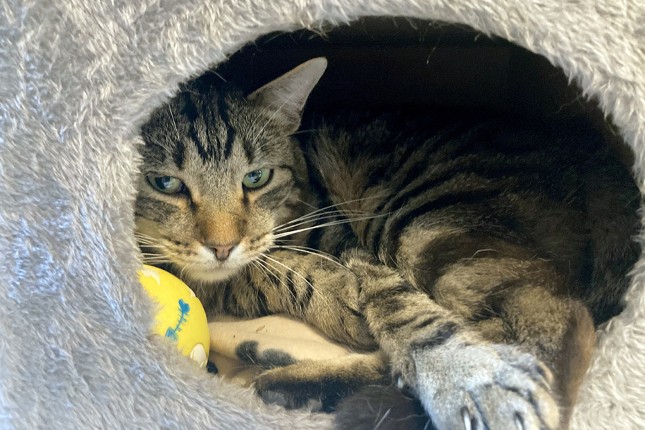 Приметы о животных