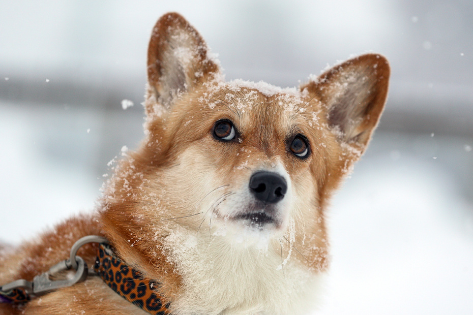 Как адаптировать собаку к салютам