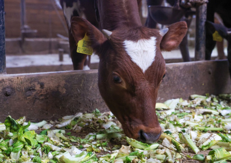 Франция бросила армию на борьбу с эпидемией скота