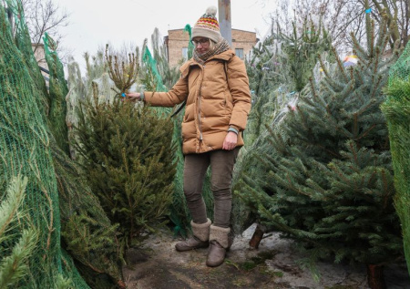 Как выбрать живую елку (и елка ли это?): гид по сортам и свежести