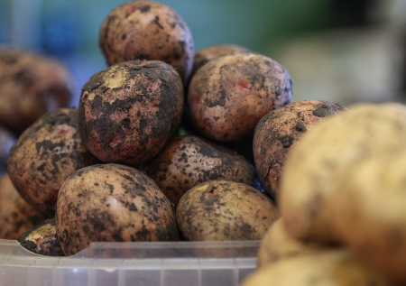 Картофель до весны без гнили и прорастания — простые советы хозяйки: как правильно хранить урожай всю зиму