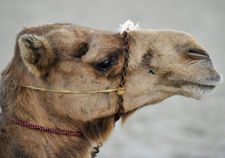 Верблюд ударил женщину в лицо во время службы в церкви