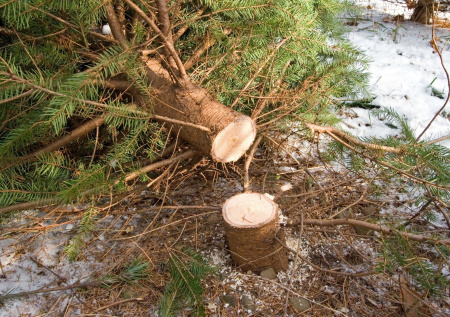 Россиянам объяснили, как срубить елку к Новому году и не нарваться на штраф