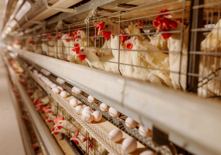 Крупная птицефабрика прекратила отгрузки яиц по одной причине