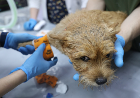 В Совфеде забили тревогу из-за цен в ветклиниках